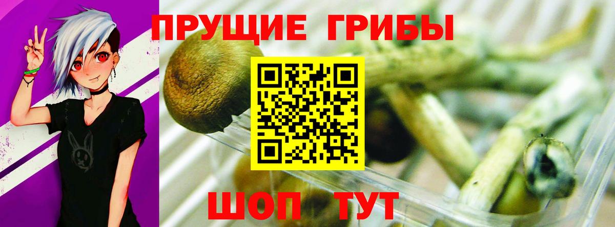 Псилоцибиновые грибы Cubensis  Вход с VPN  Саратов 